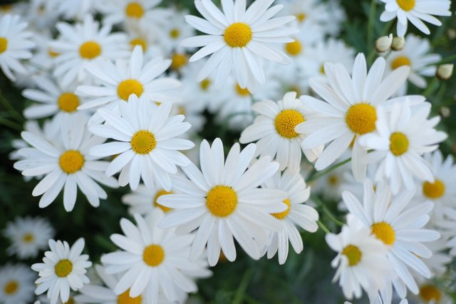 How to Care for a Daisy Tree | Hunker