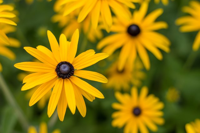 How to Grow Black-Eyed Susans | Hunker