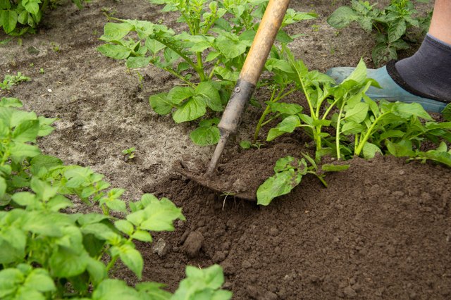 Do You Plant Potato Pieces With The Eyes Up Or Down Hunker   A2c14c35e23b4eb89e88512491670e33 