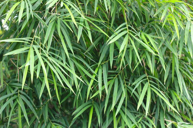 How to Grow Bamboo in Pots | Hunker