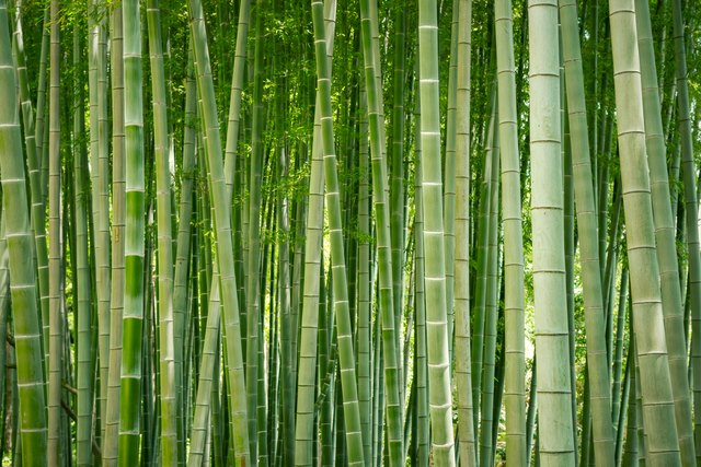 will-salt-or-vinegar-kill-bamboo-hunker