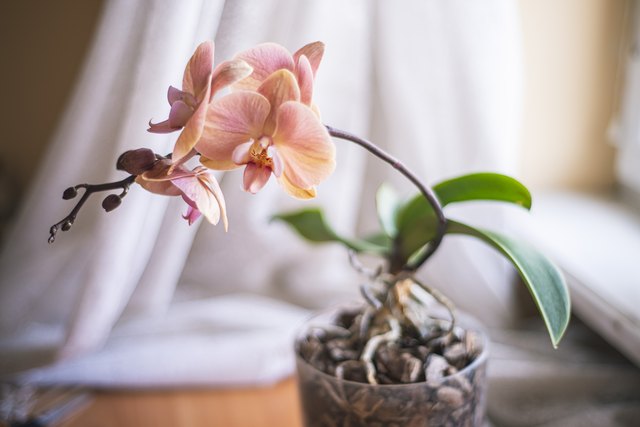 How To Grow Phalaenopsis Orchids From Seeds Hunker 4200