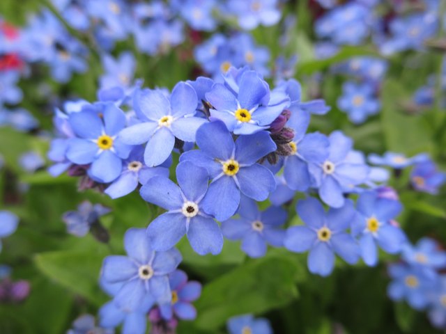 How Long Do Forget-Me-Nots Bloom?