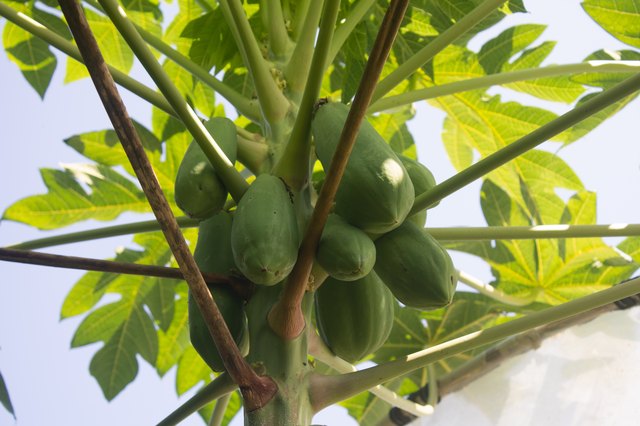 Identifying Male And Female Papaya Trees Hunker 