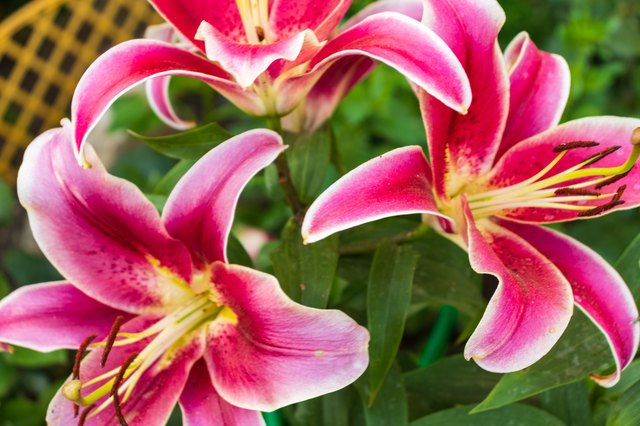 How Fast Do Lilies Multiply? | Hunker