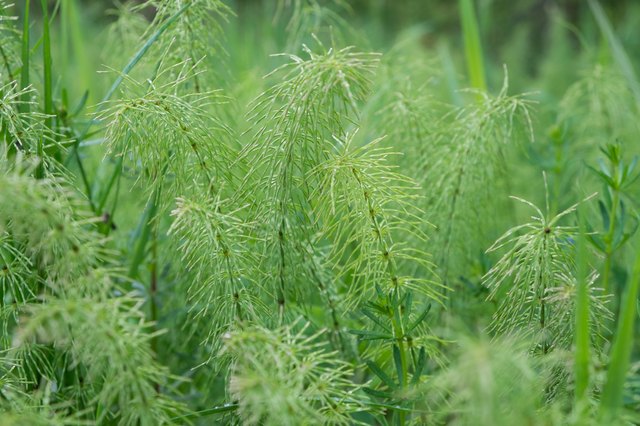 Weeds That Look Like Small Trees