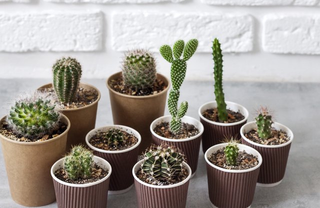 How Long Does It Take to Grow a Cactus? Hunker