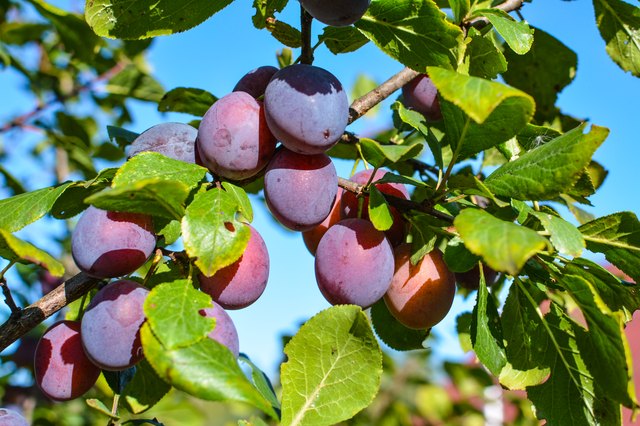 How to Grow Plums | Hunker