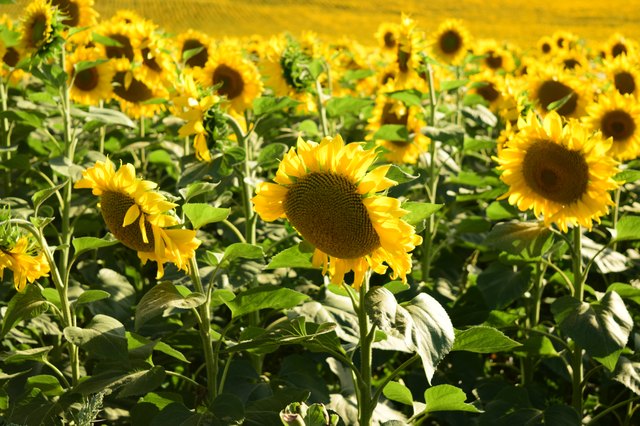 What to Do When a Sunflower Dies | Hunker