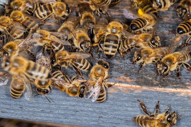 How To Get Bees Out Of A House | Hunker