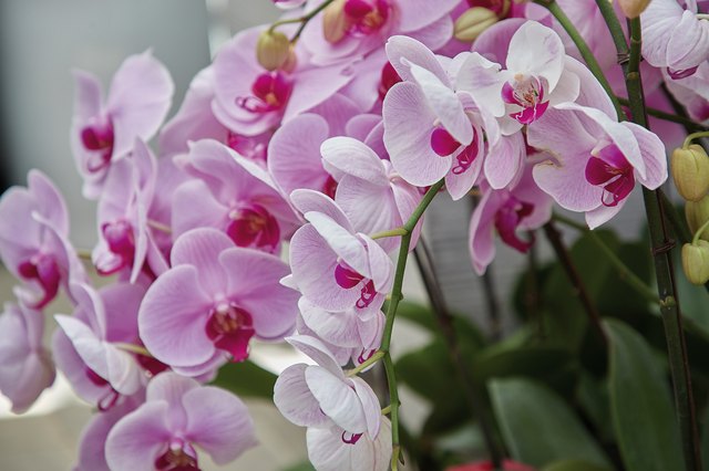 My Orchid Flowers Are Wilting | Hunker