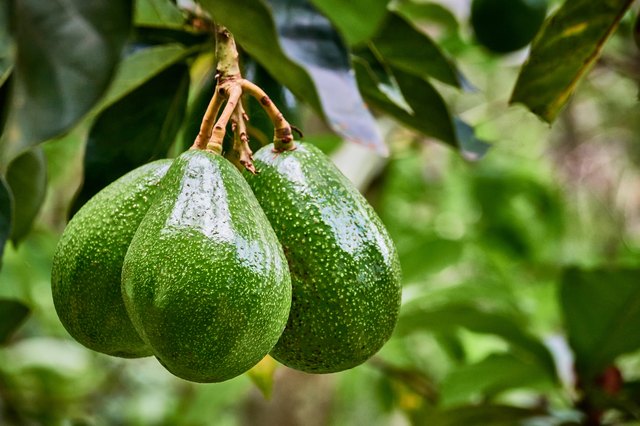 How to Grow an Avocado Tree | Hunker