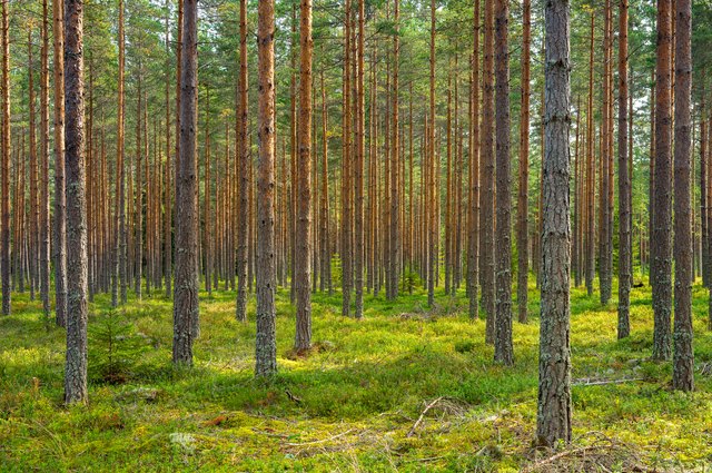 the-average-height-of-pine-trees-hunker