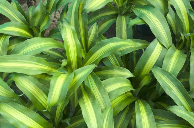 baby-corn-stalks-corn-stalks-stalking-life