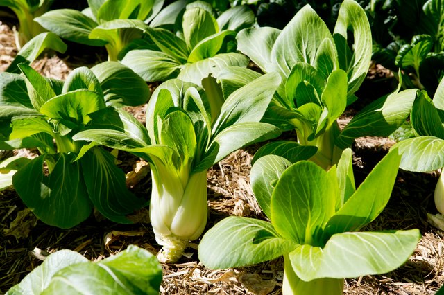 How To Grow Bok Choy Hunker