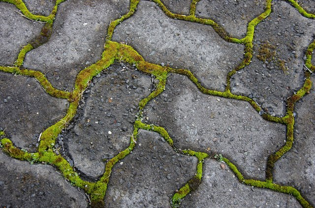 how-to-remove-moss-from-concrete-hunker