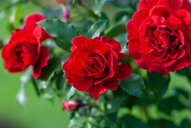 How to Keep Bugs From Eating Rose Bushes | Hunker