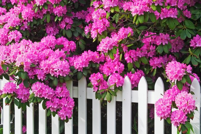 How to Revive a Distressed Rhododendron | Hunker