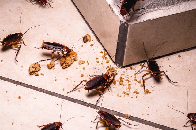 how-to-get-rid-of-bugs-in-the-house-hunker