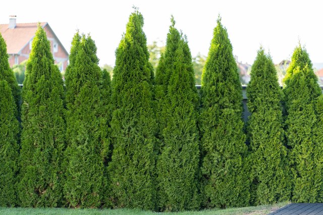 Arborvitae Green Giant vs. Thuja Green Giant | Hunker