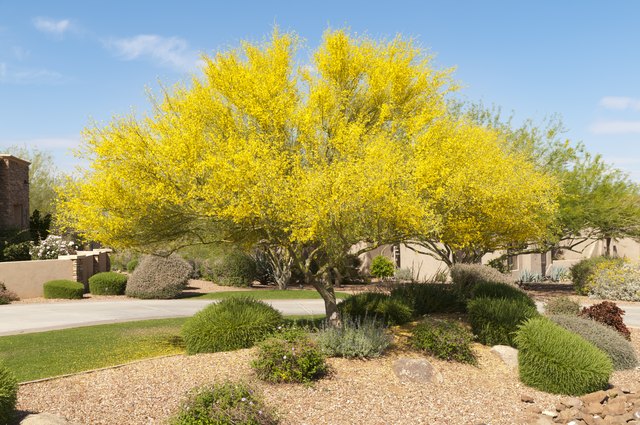 How to Plant a Palo Verde Tree | Hunker