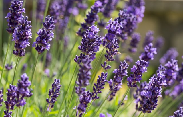 how-to-fix-my-lavender-plant-that-is-turning-gray-from-the-bottom-hunker