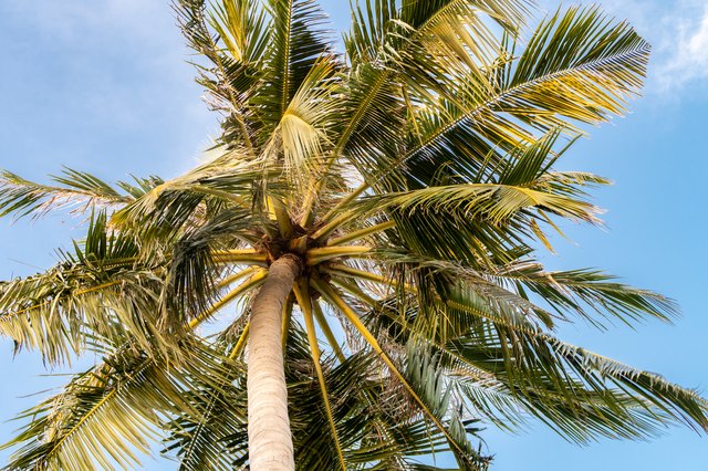 How to Cure Palm Tree Fungus | Hunker