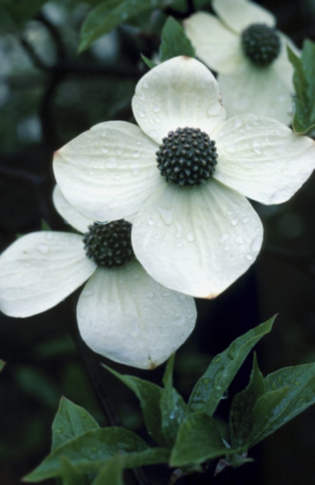 How to Tell the Difference Between a Dogwood & a Bradford Pear | Hunker
