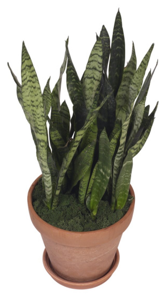 Snake Plants With Yellow Leaves That Are Curling Hunker