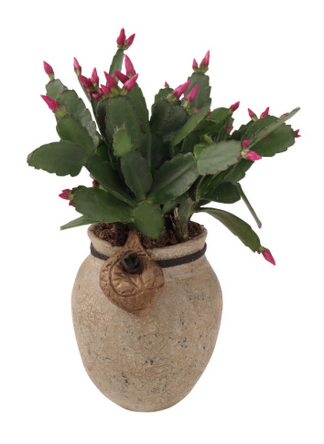 How to Divide a Christmas Cactus | Hunker