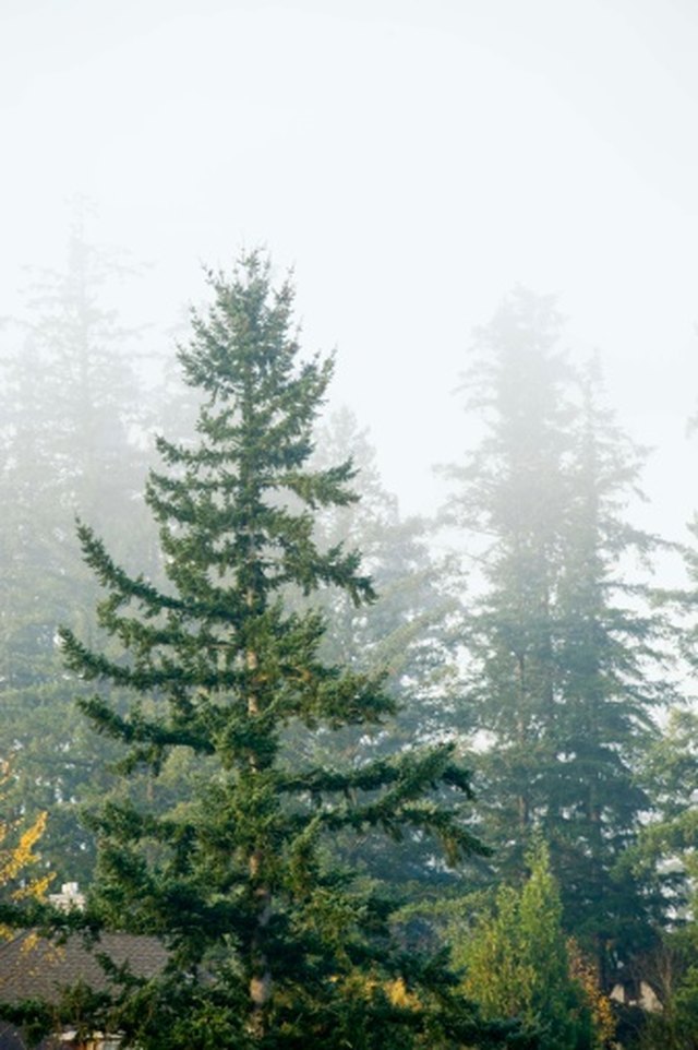 Facts About Evergreen Trees Hunker