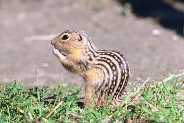 How To Kill Striped Gophers Hunker how-to-kill-striped-gophers-hunker