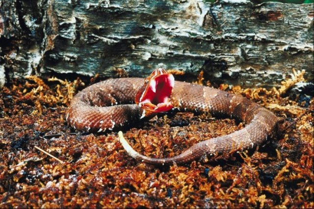 how-to-get-rid-of-water-moccasins-hunker