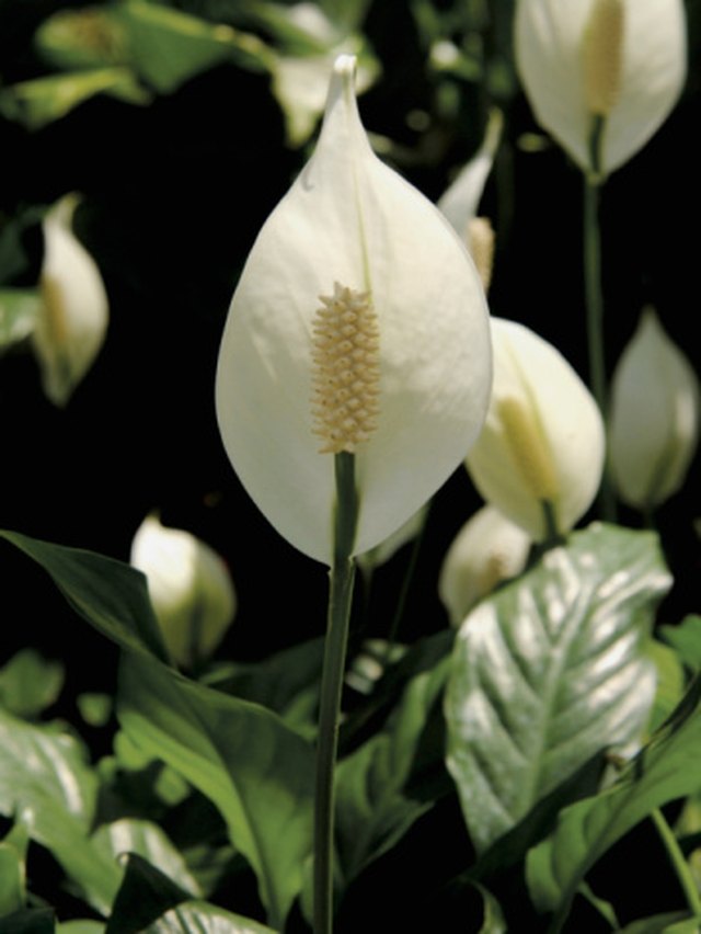 My Peace Lily Is Turning Brown on the Tips | Hunker