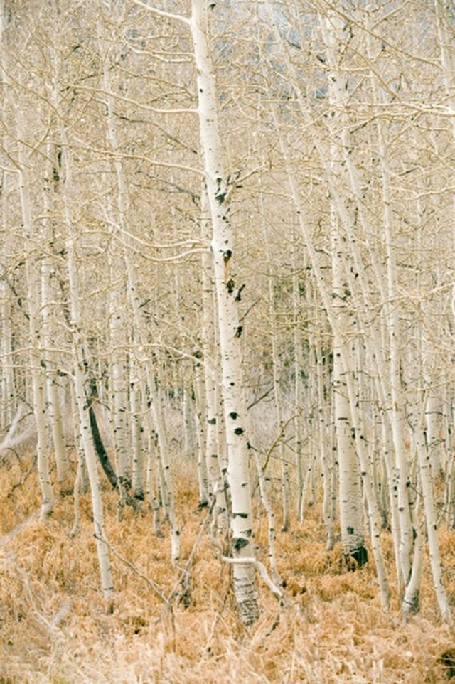 Types Of Aspen Trees Hunker   537e2254a435629bfac59985967eb96b 