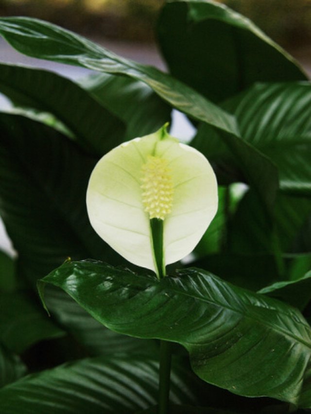 Why Do Peace Lilies Get Curly Leaves? | Hunker