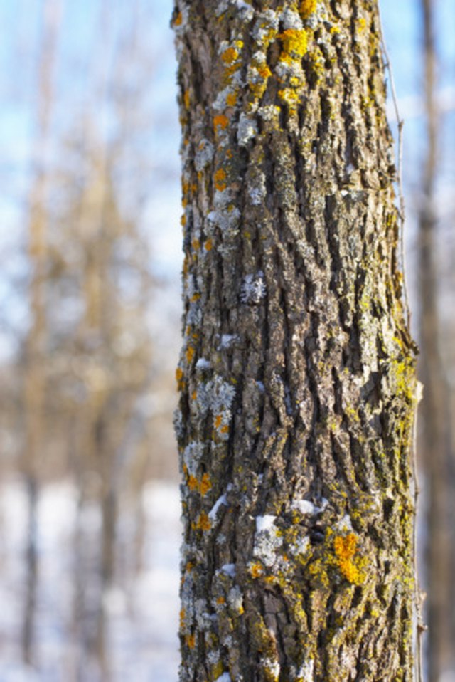 How to Get Lichen to Grow on Rocks | Hunker