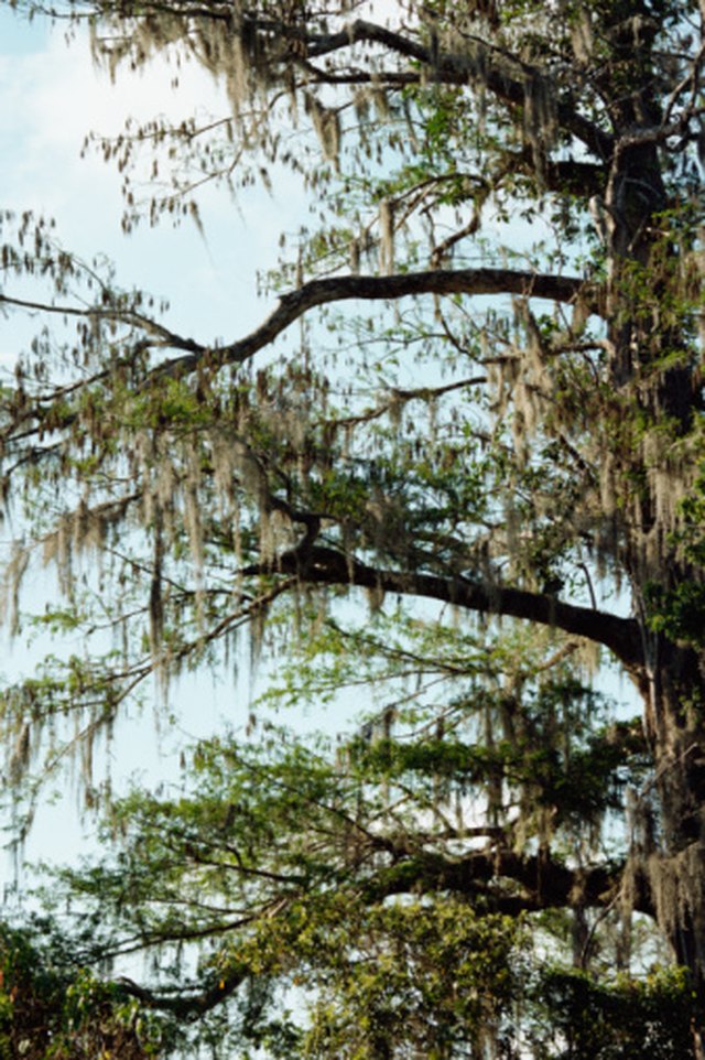 Pond Cypress Vs. Bald Cypress Hunker