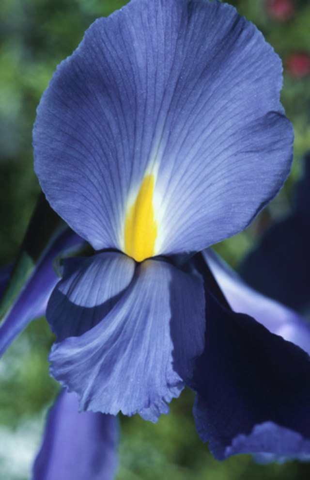 Iris without blooms