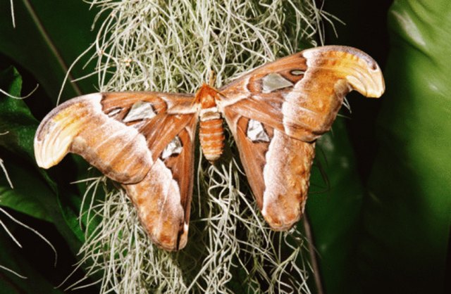 How to Get Rid of Moths in the Yard