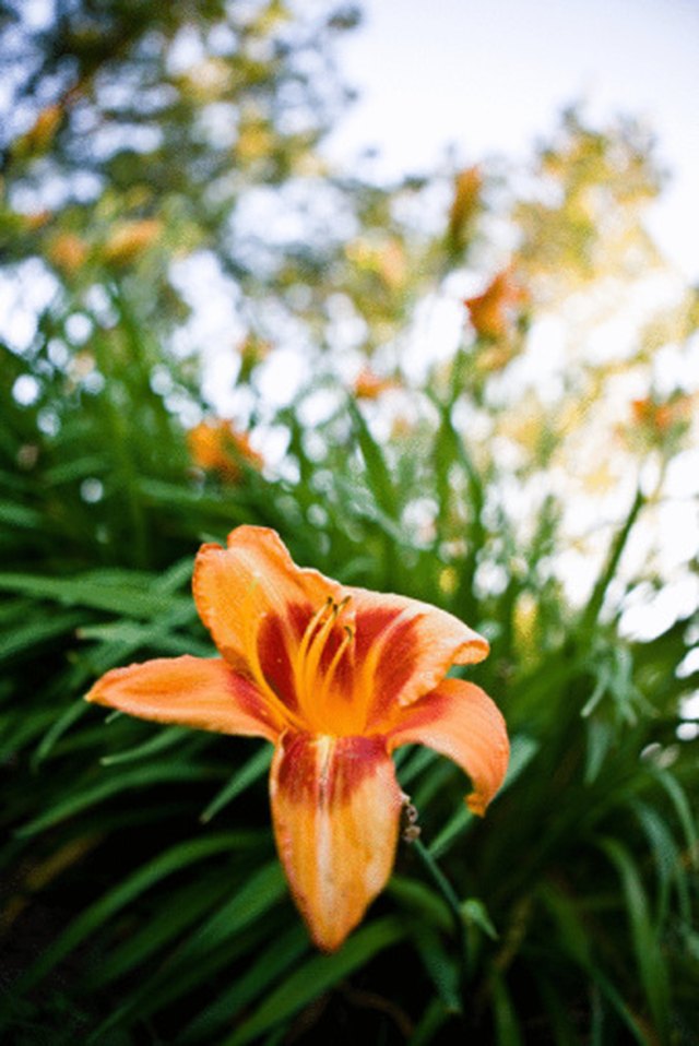 How Do You Cut Back Asiatic Lilies? Hunker