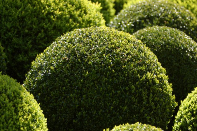 How to Trim a Round Bush | Hunker