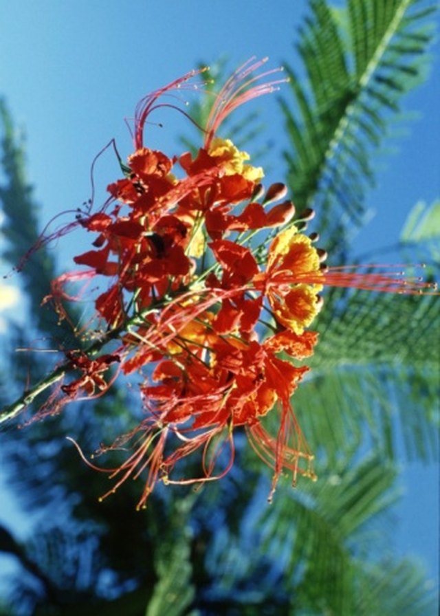 How to Propagate a Mexican Bird of Paradise Plant | Hunker