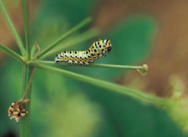 homemade caterpillar killer