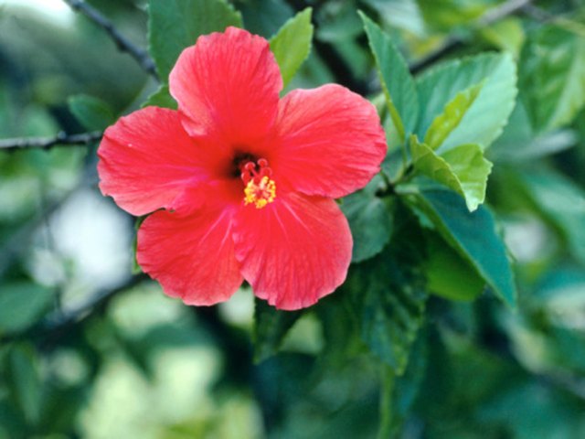 what-is-the-structure-of-hibiscus-flowers-hunker