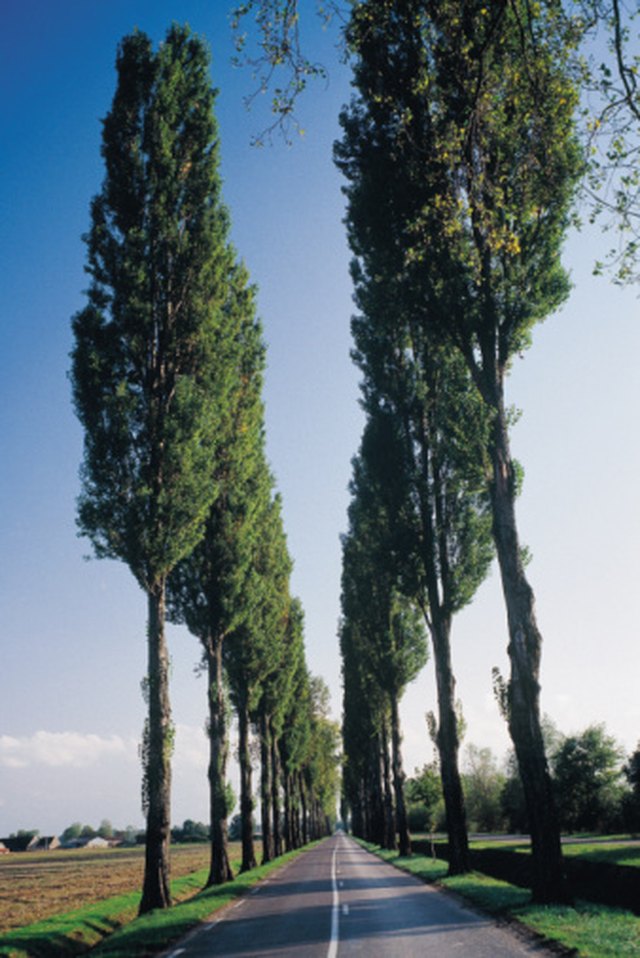 what-is-the-difference-between-a-poplar-a-cottonwood-tree-hunker