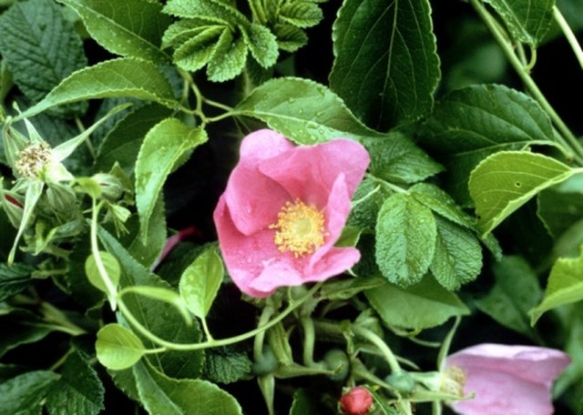 How to Trim Beach Roses | Hunker