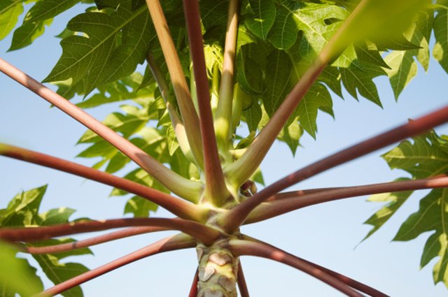 Flowers & Plants That Repel Gophers | Hunker