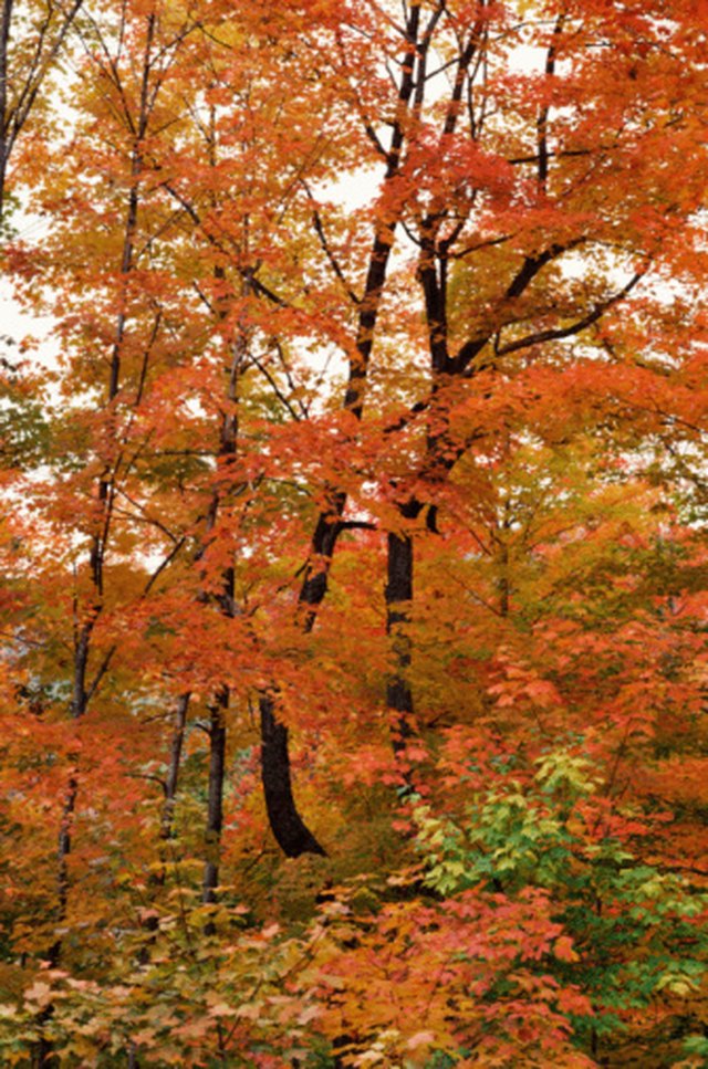 When Do Maple Trees Bloom? | Hunker