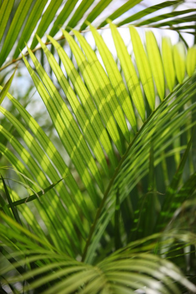 are-palm-tree-seeds-toxic-hunker